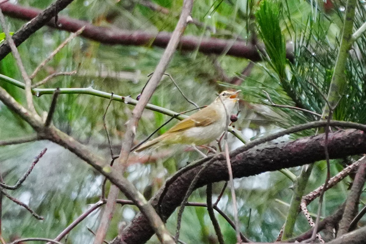 Large-billed Leaf Warbler - ML638087885
