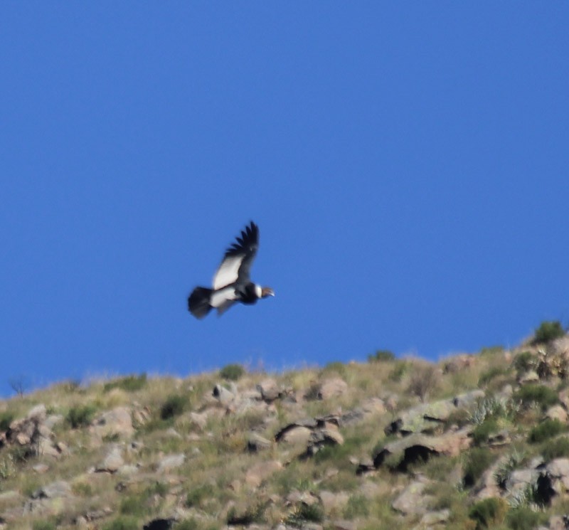 Andean Condor - ML638087927
