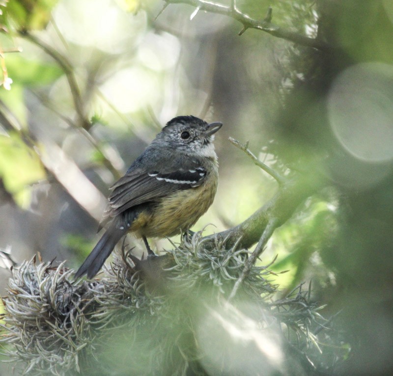 Variable Antshrike - ML638087935