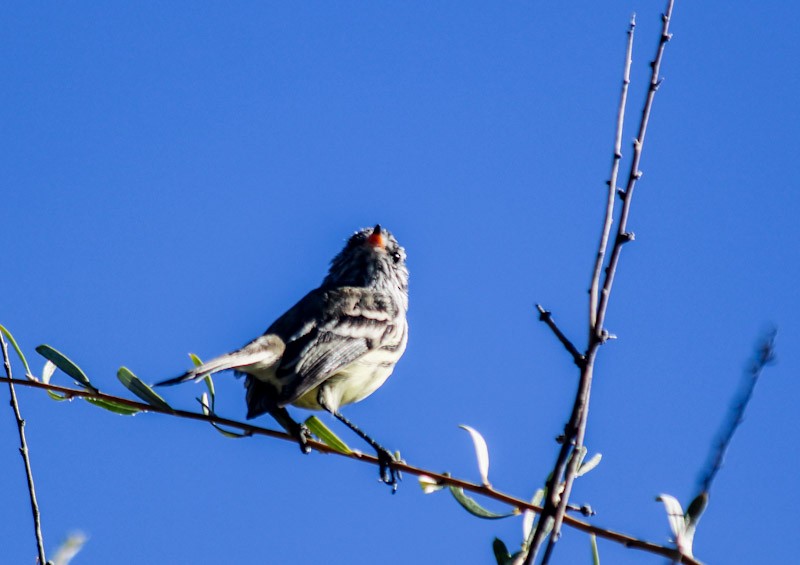 Yellow-billed Tit-Tyrant - ML638087937