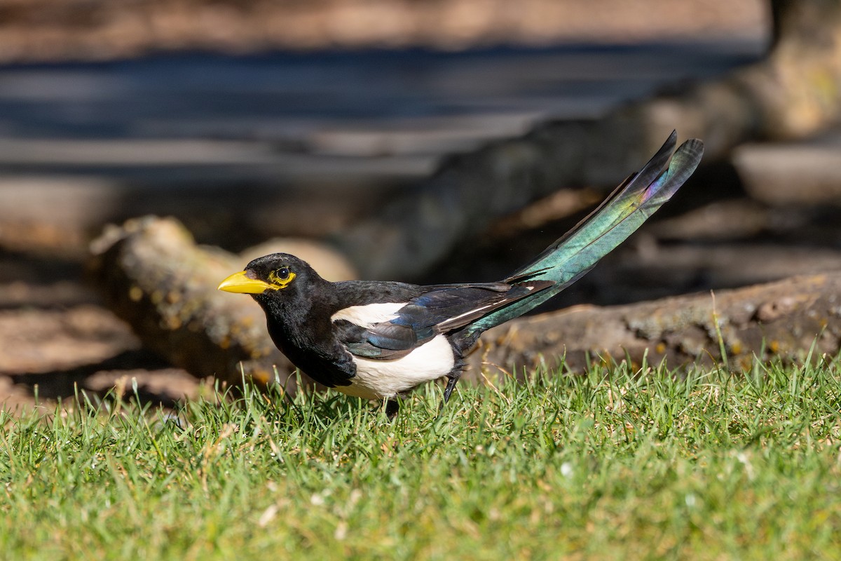 Yellow-billed Magpie - ML638087980