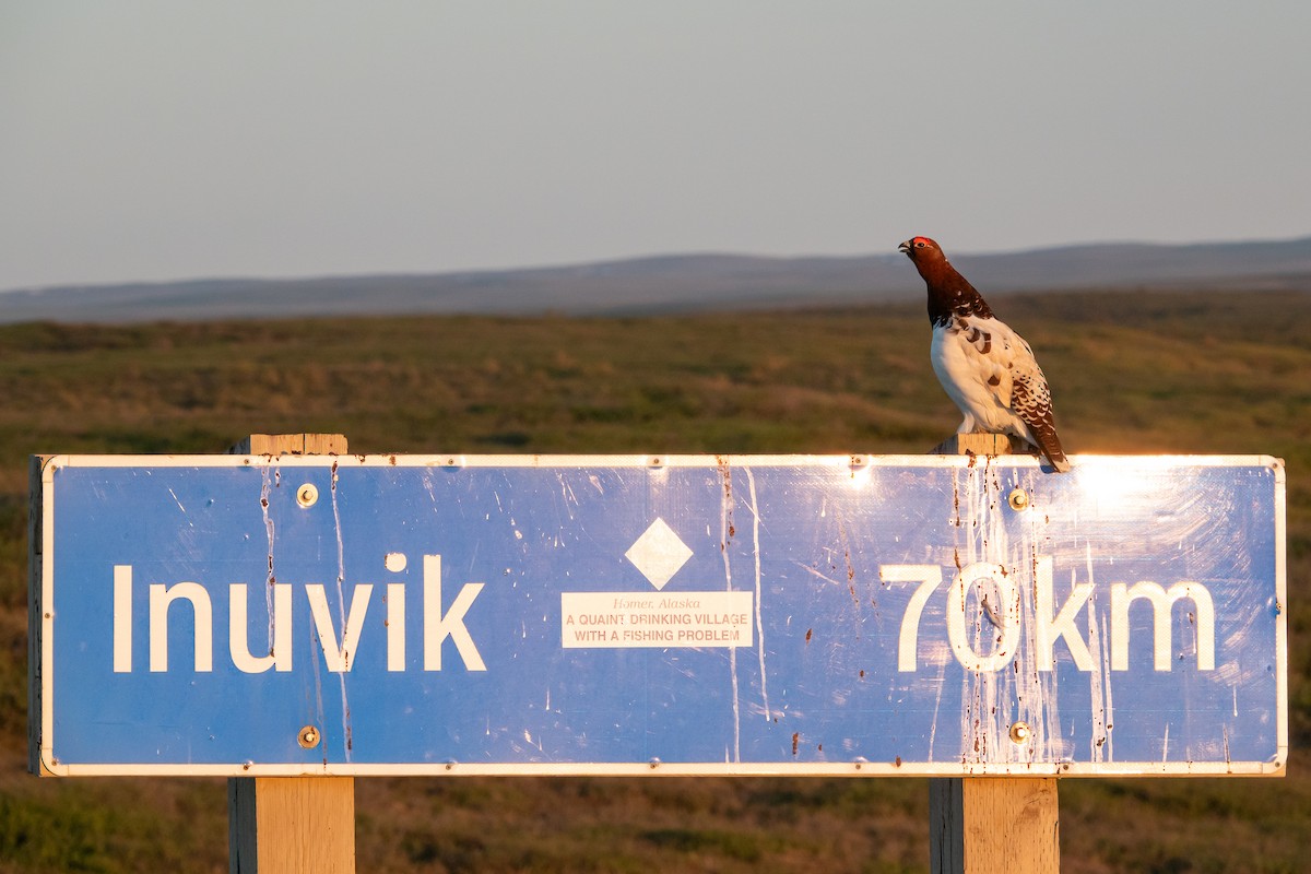 Willow Ptarmigan - ML638087981