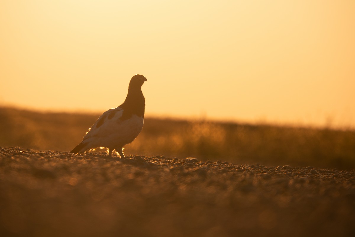 Willow Ptarmigan - ML638087994