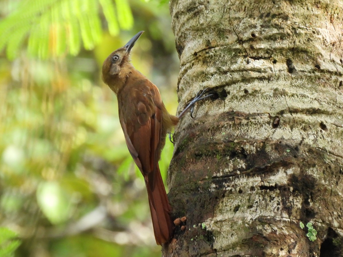 Plain-brown Woodcreeper - ML638088027