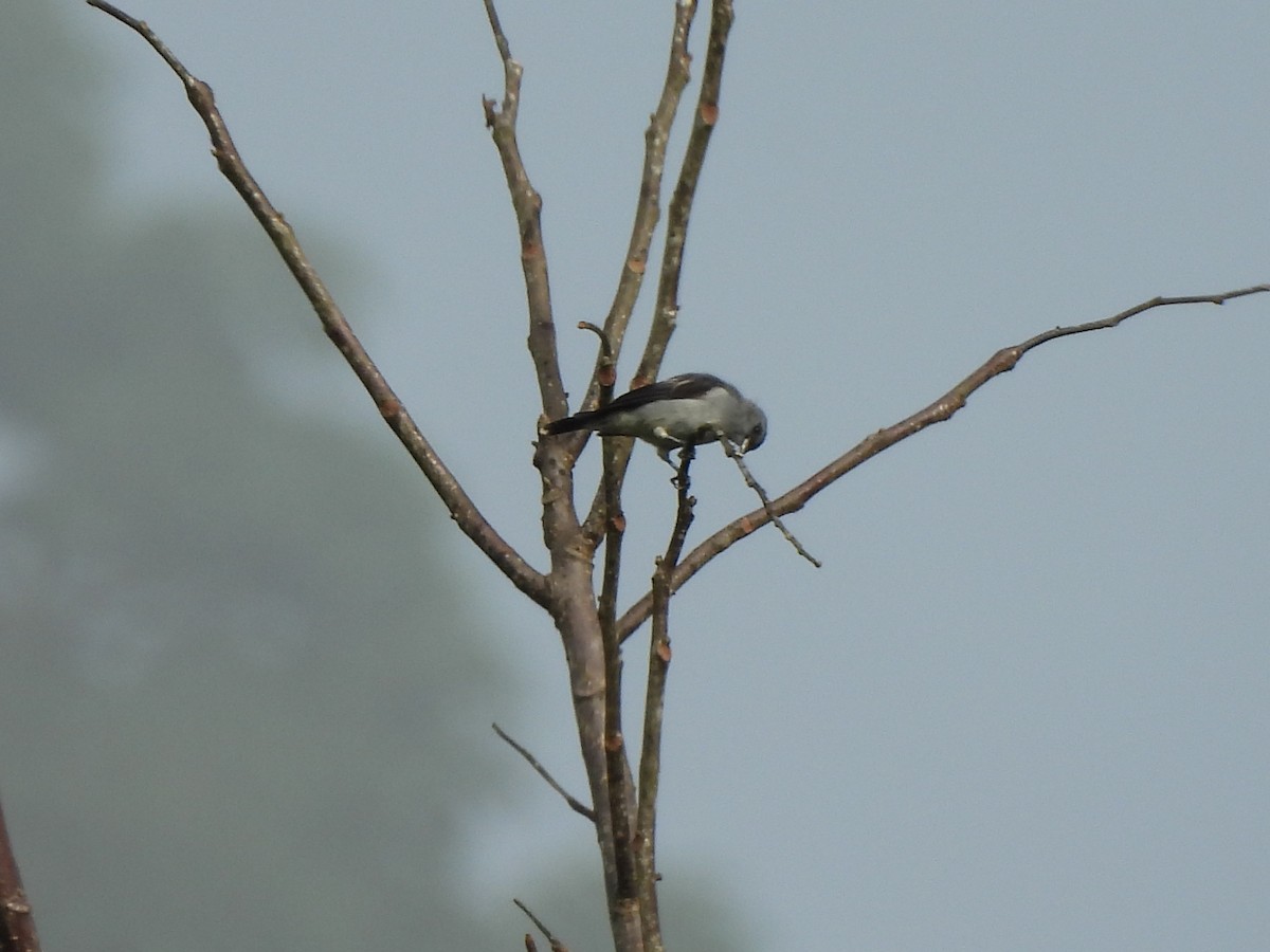 Plain-colored Tanager - ML638088038