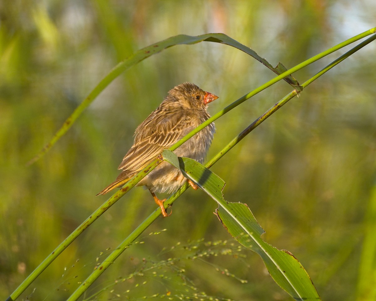 Red-billed Quelea - ML638088042