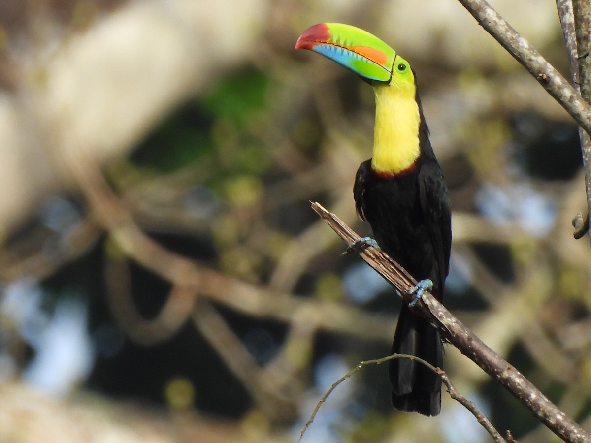 Keel-billed Toucan - ML638088046