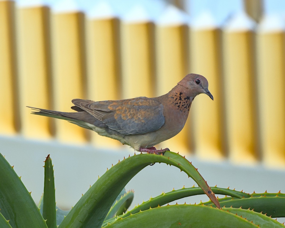 Laughing Dove - ML638088122