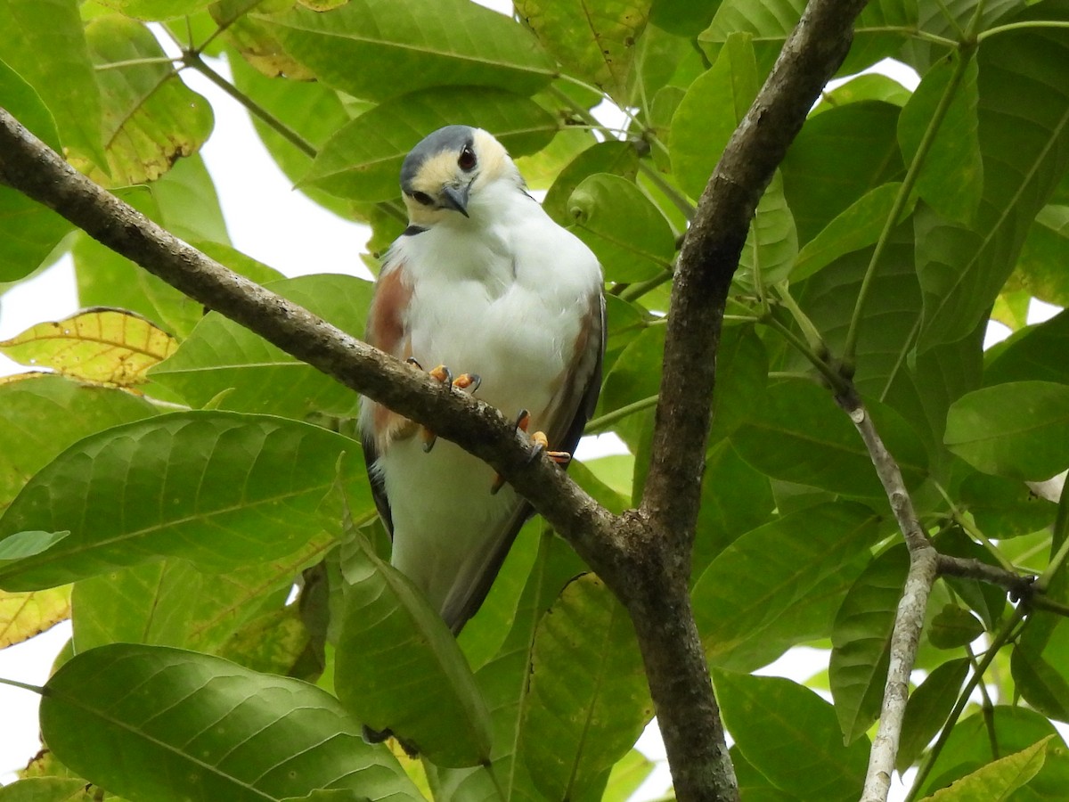 Pearl Kite - ML638088142