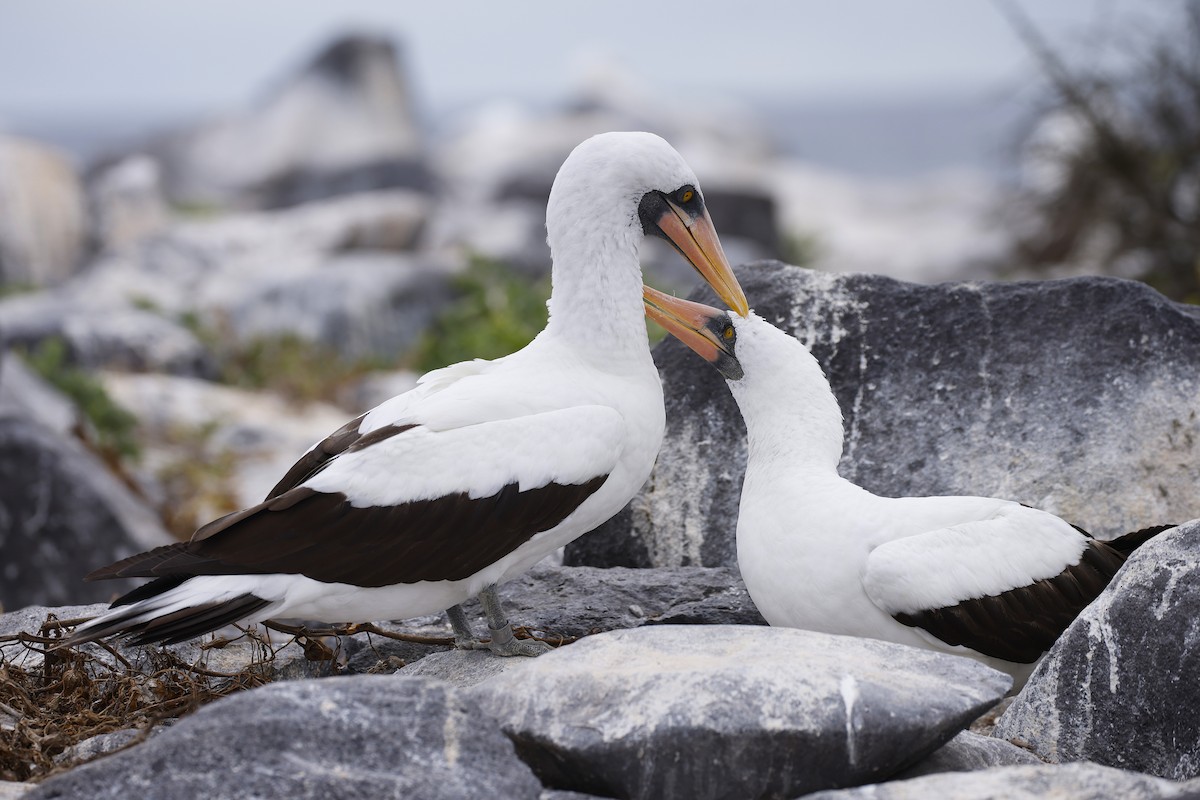 Nazca Booby - ML638088153