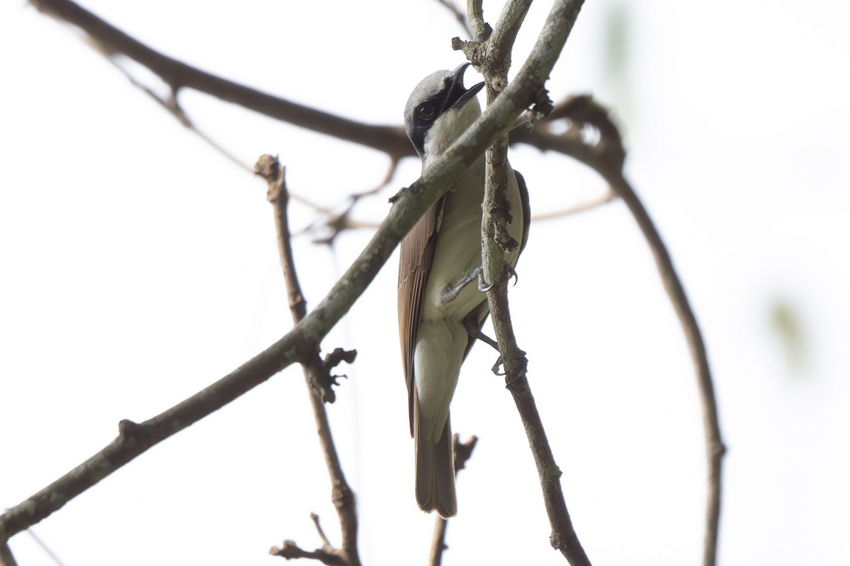Large Woodshrike - ML638088172