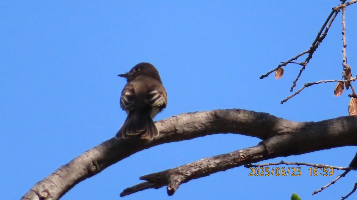 Western Flycatcher - ML638088188