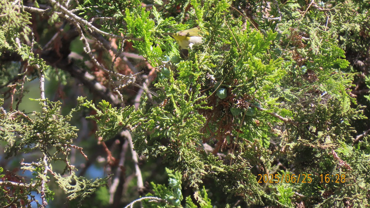 Swinhoe's White-eye - ML638088263