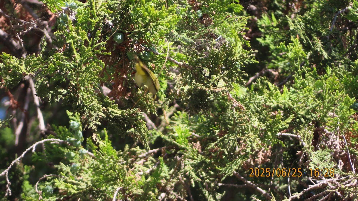 Swinhoe's White-eye - ML638088279
