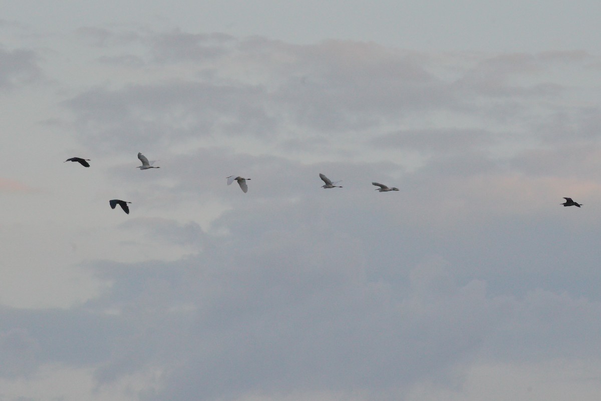 Little Blue Heron - ML638088312