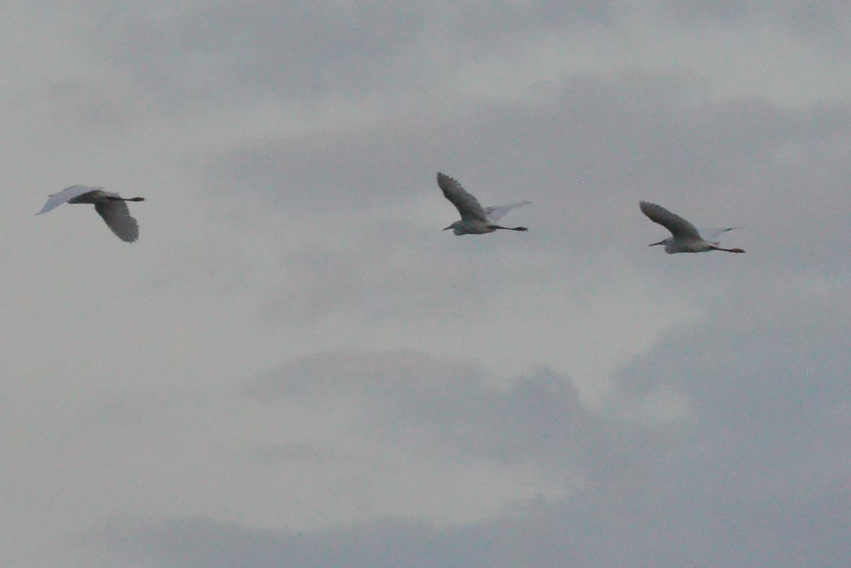 Little Blue Heron - ML638088319