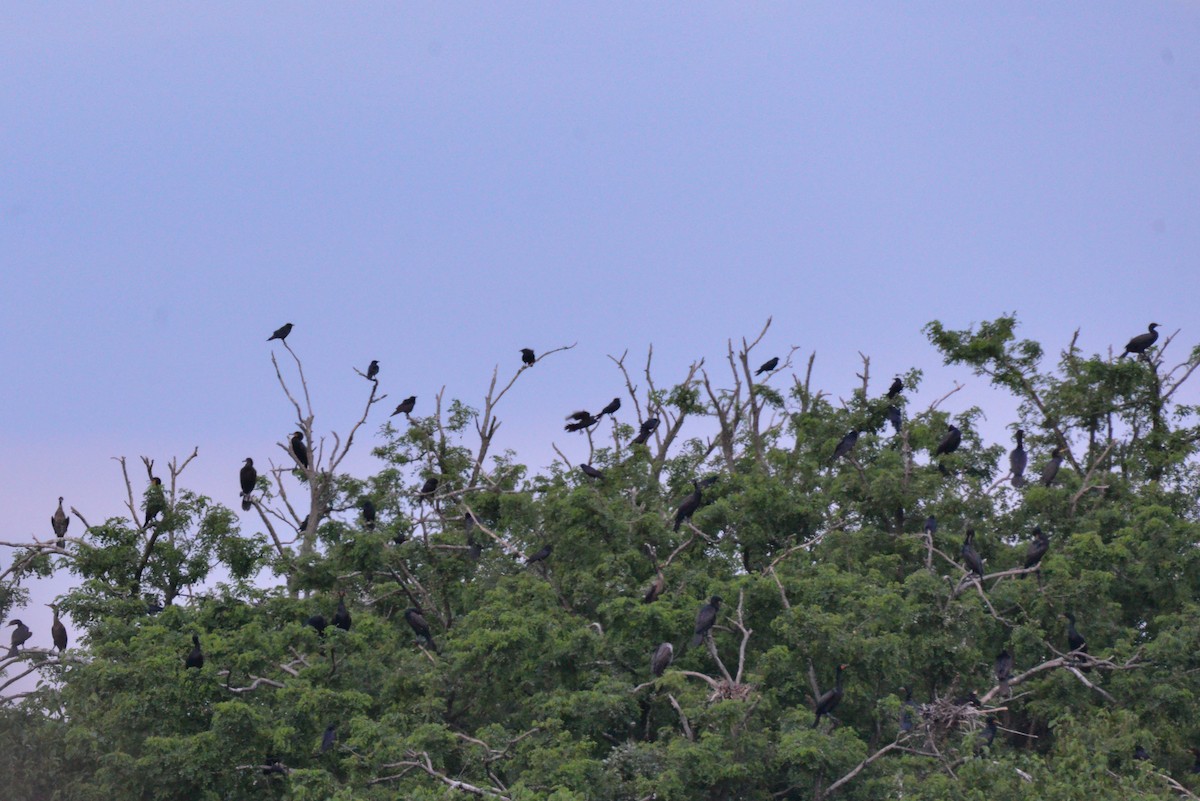 Fish Crow - ML638088331