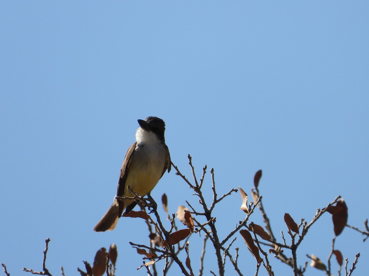 Thick-billed Kingbird - ML638088382