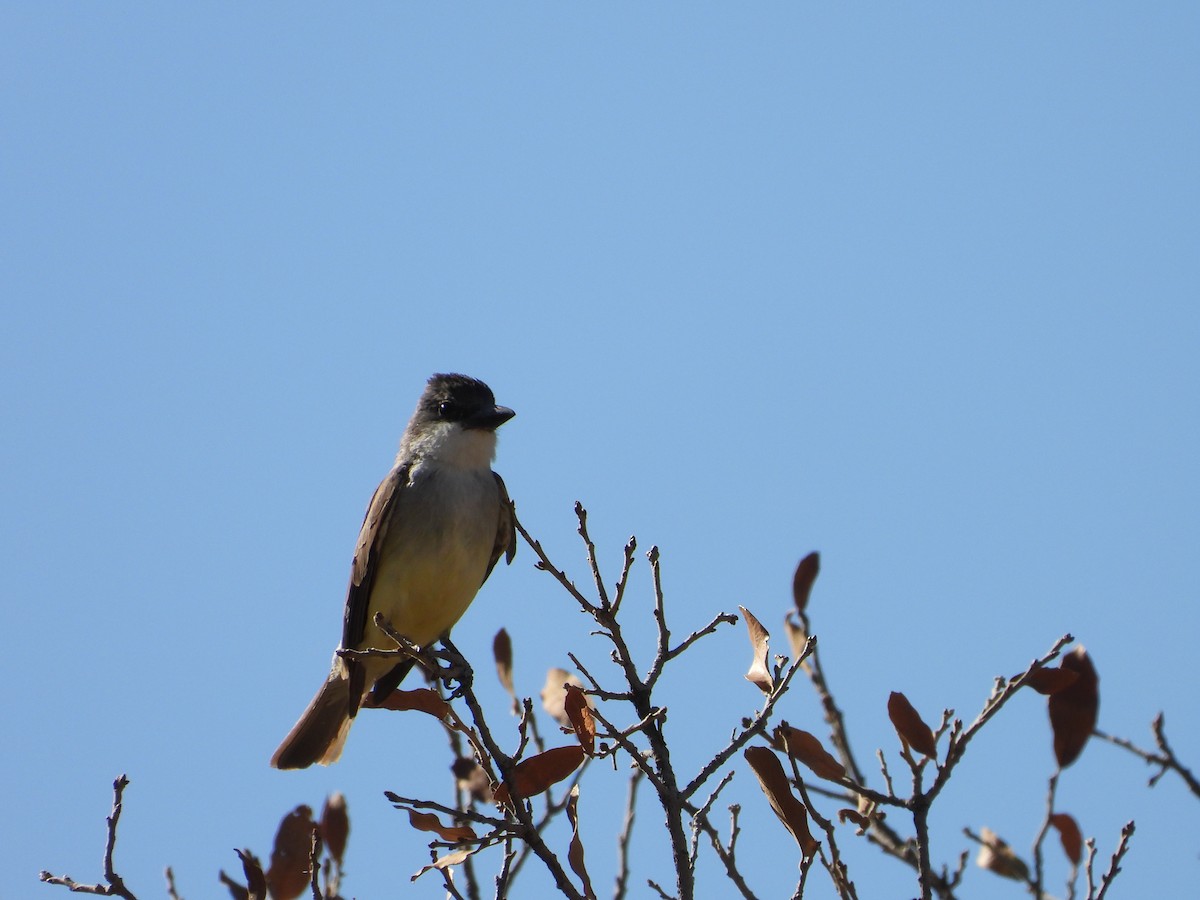 Thick-billed Kingbird - ML638088383