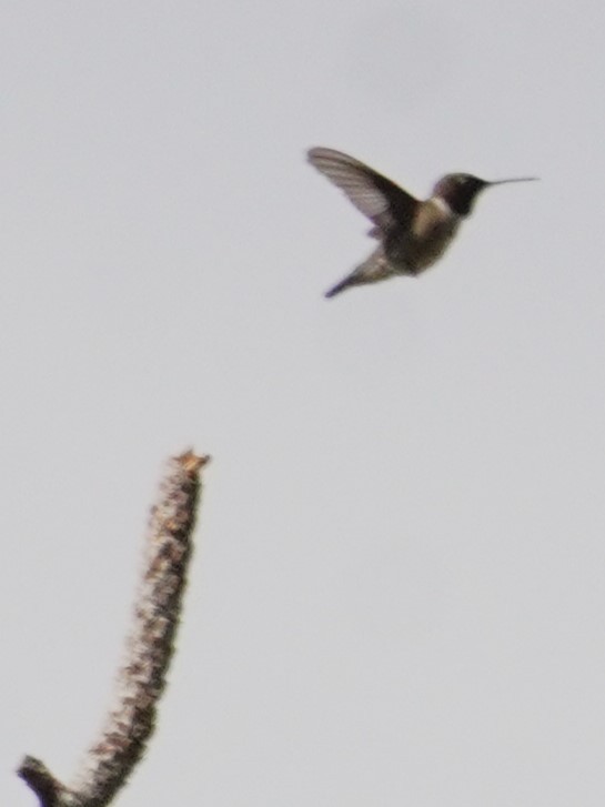 Black-chinned Hummingbird - ML638088395