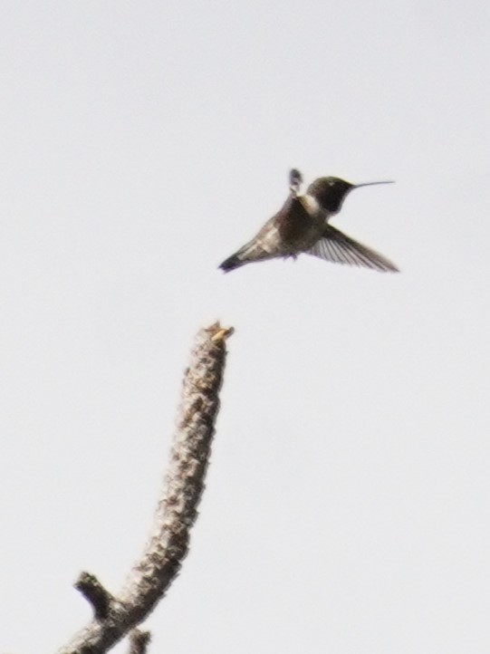 Black-chinned Hummingbird - ML638088396