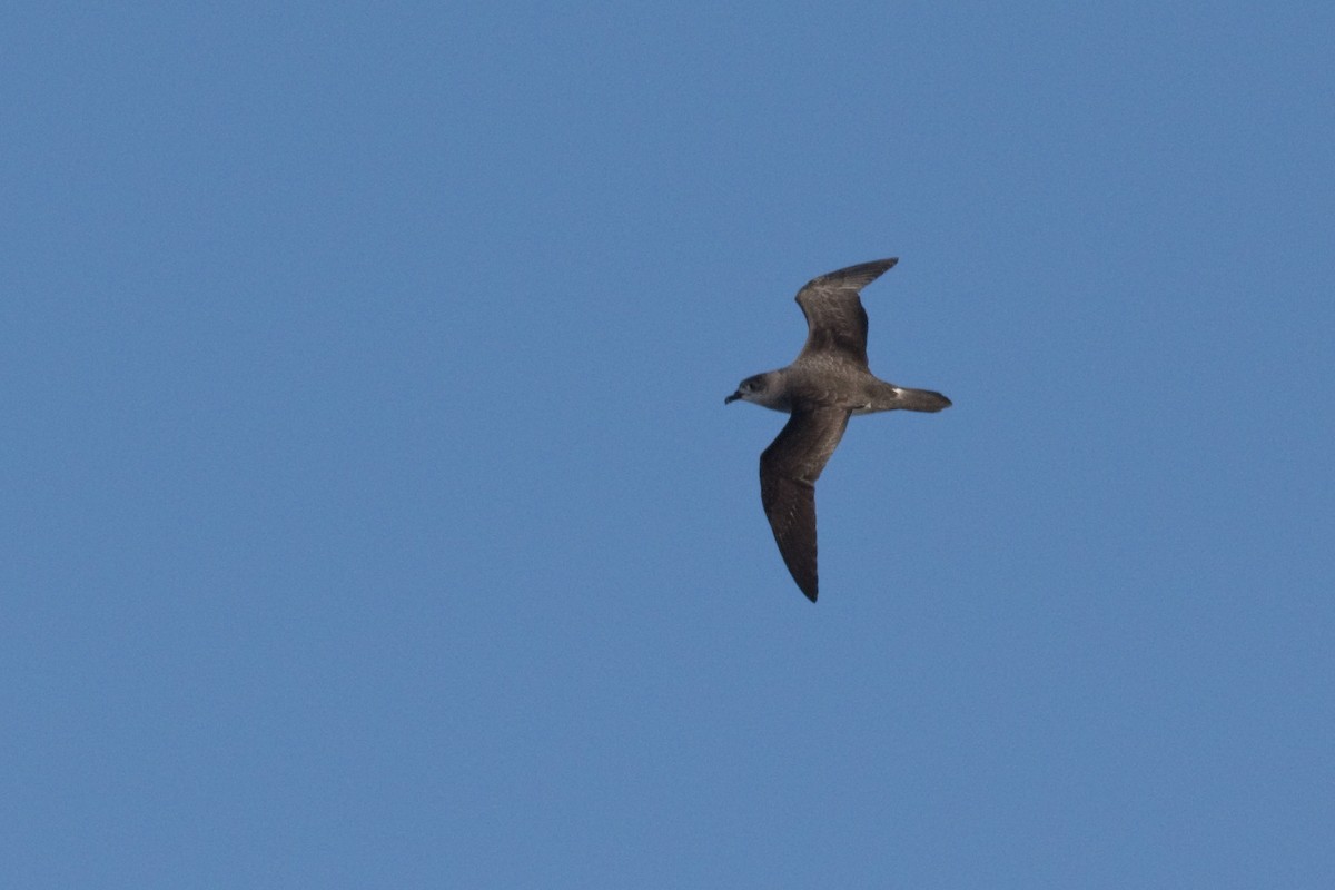 Herald Petrel - ML638088400