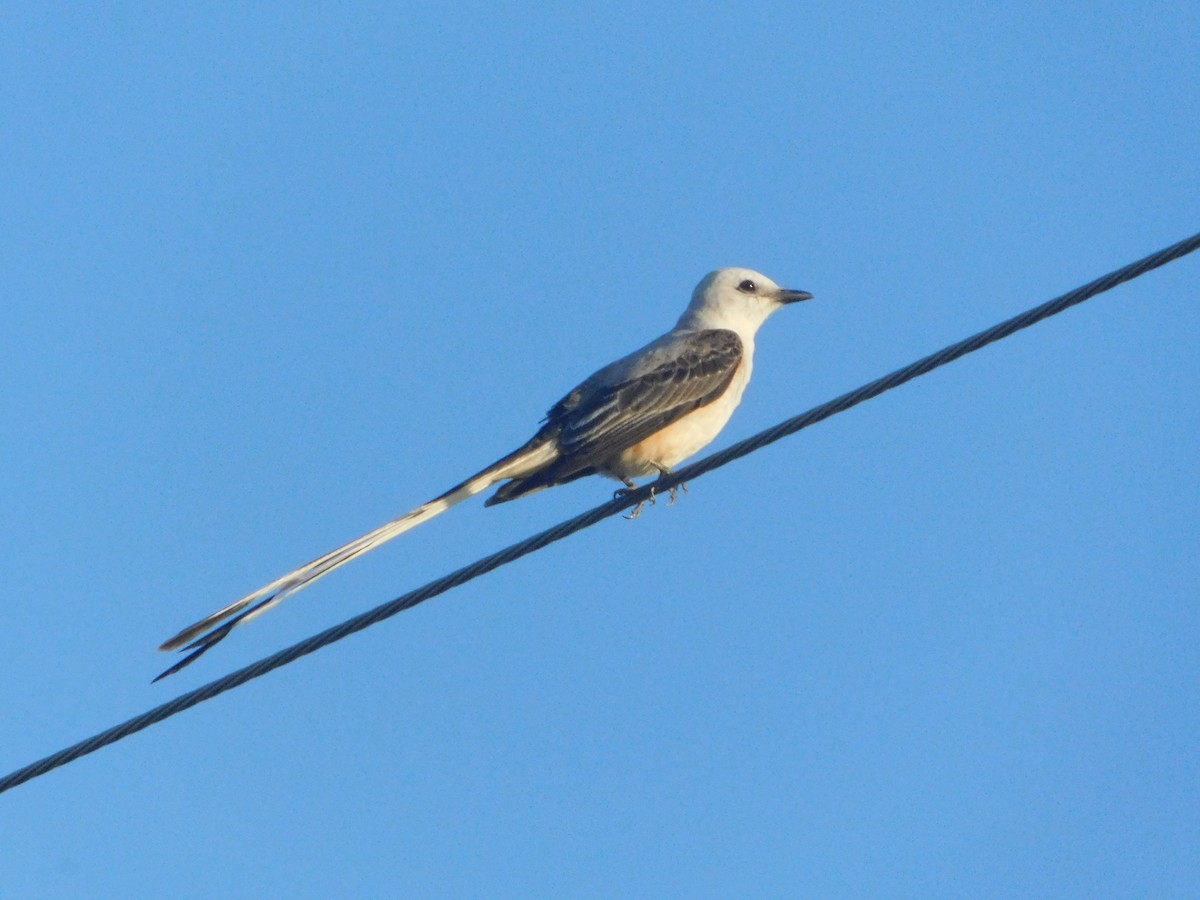 Scissor-tailed Flycatcher - ML638088482