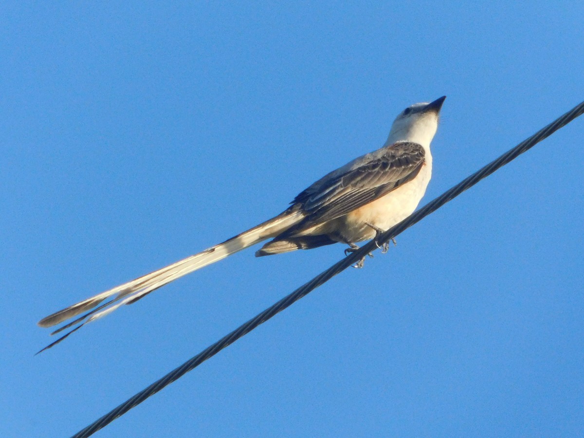Scissor-tailed Flycatcher - ML638088484