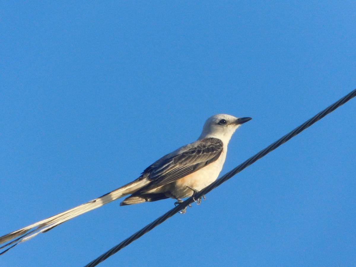 Scissor-tailed Flycatcher - ML638088485
