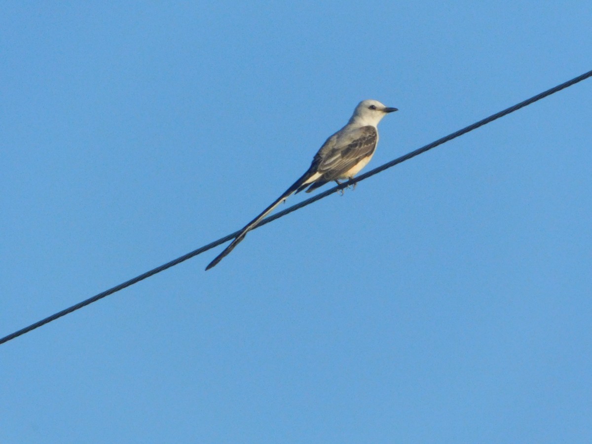 Scissor-tailed Flycatcher - ML638088486
