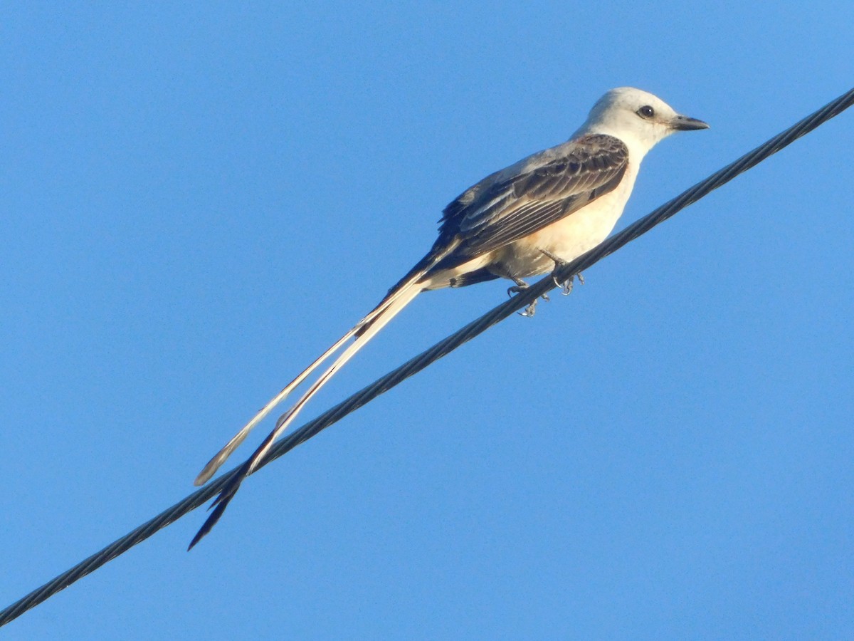 Scissor-tailed Flycatcher - ML638088487