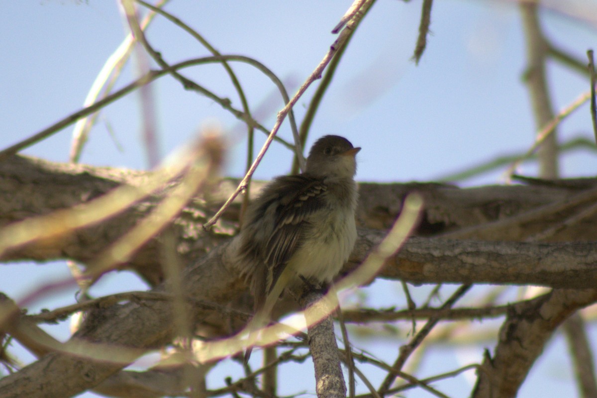 Empidonax sp. - ML638088492
