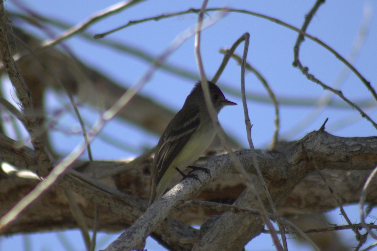 Empidonax sp. - ML638088493