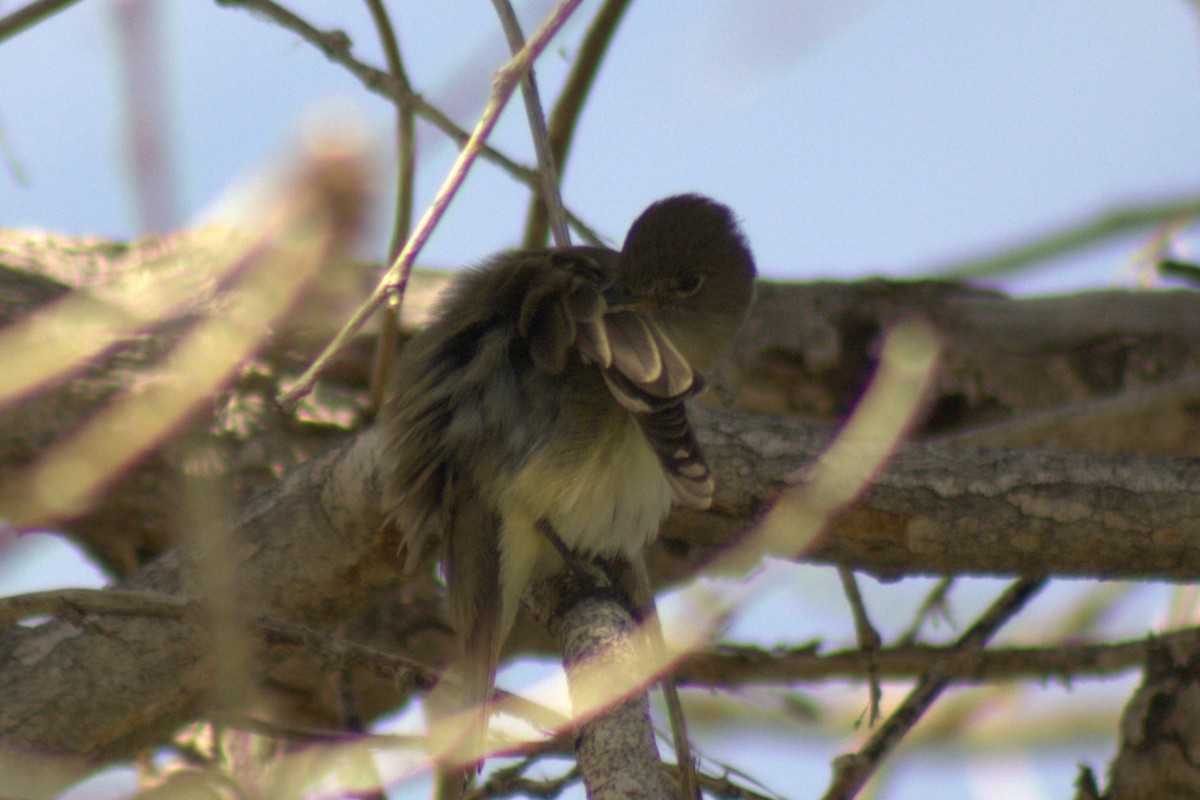 Empidonax sp. - ML638088494