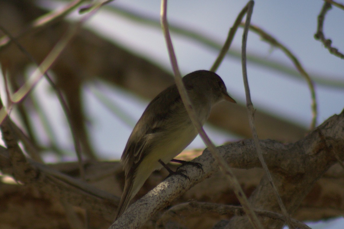 Empidonax sp. - ML638088495