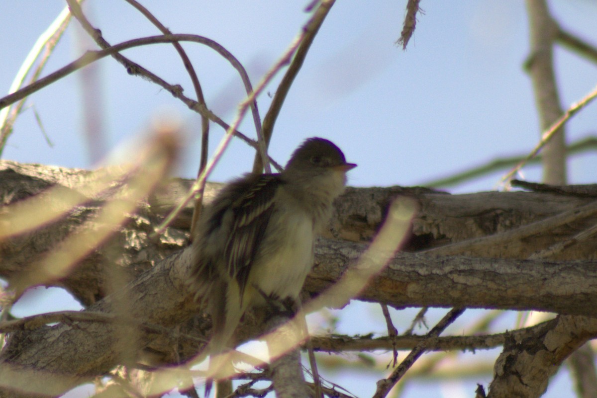Empidonax sp. - ML638088496