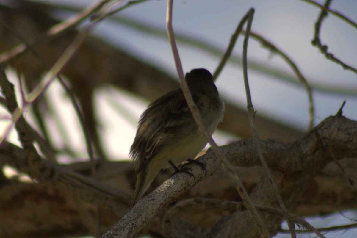 Empidonax sp. - ML638088497