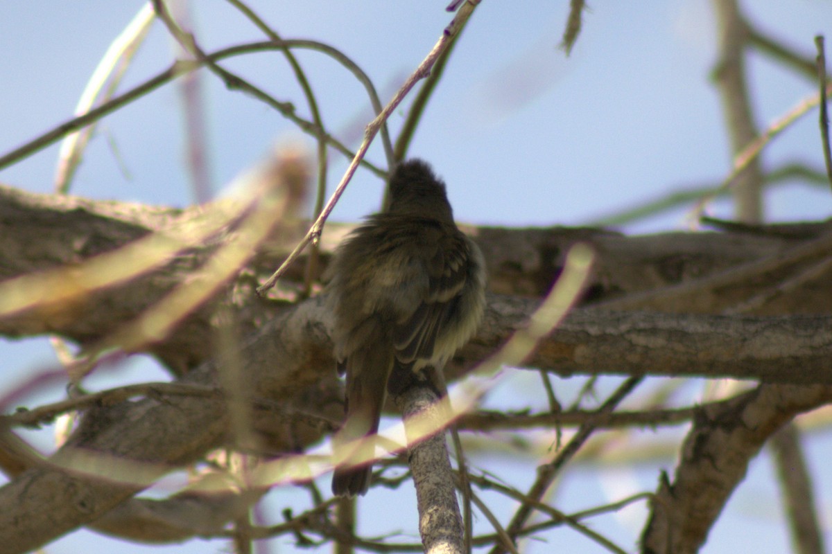 Empidonax sp. - ML638088498