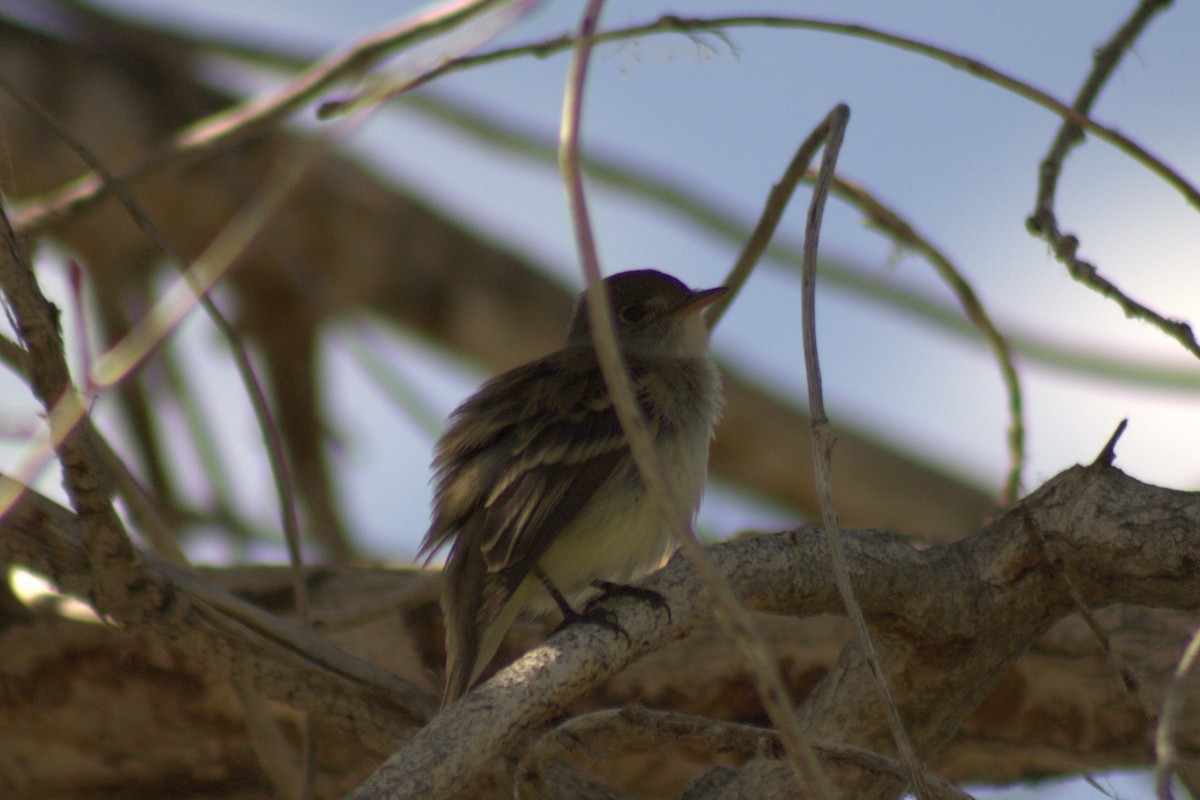 Empidonax sp. - ML638088500