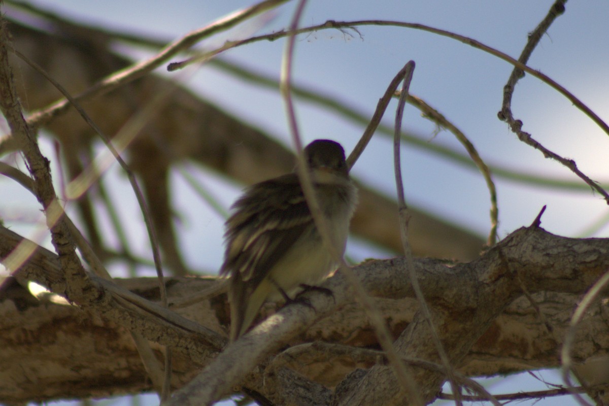 Empidonax sp. - ML638088501