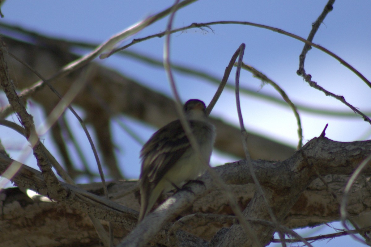 Empidonax sp. - ML638088502