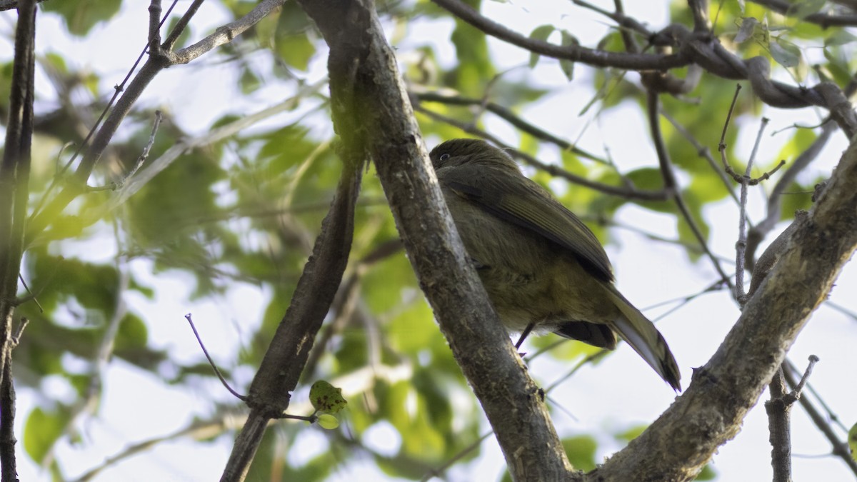 Sombre Greenbul - ML638088565