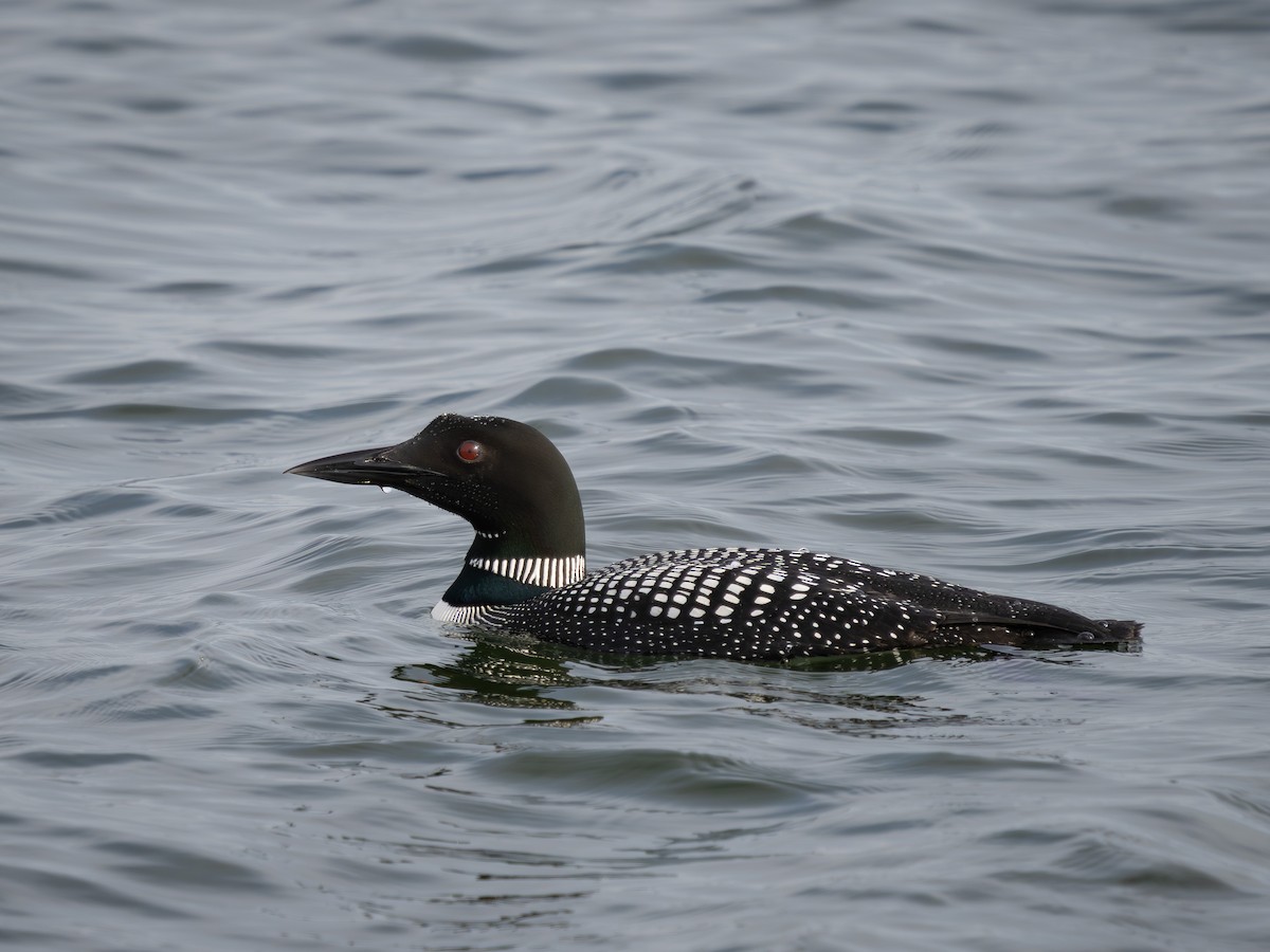 Common Loon - ML638088583