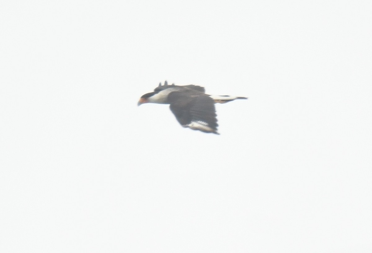 Crested Caracara - ML638088613