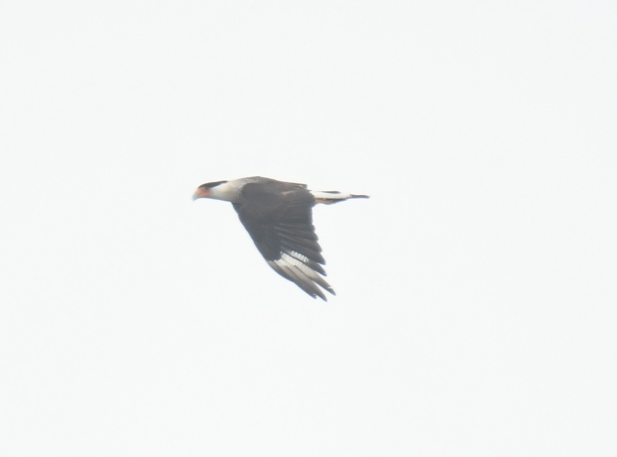 Crested Caracara - ML638088614