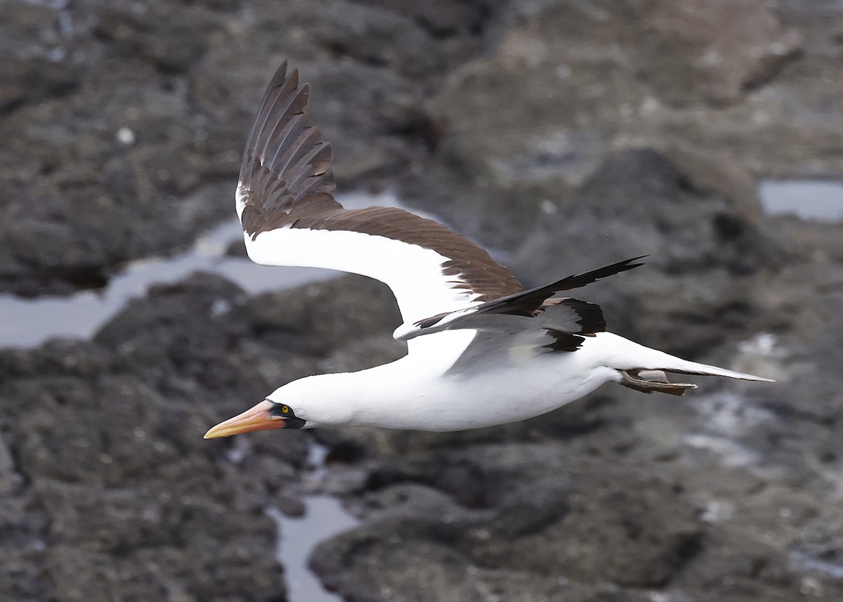 Nazca Booby - ML638088712