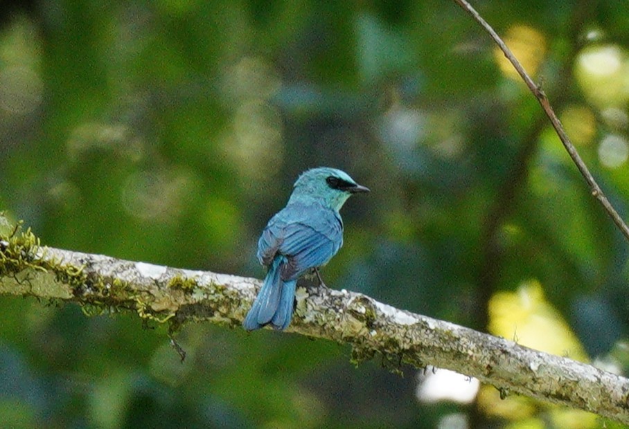 Verditer Flycatcher - ML638088720
