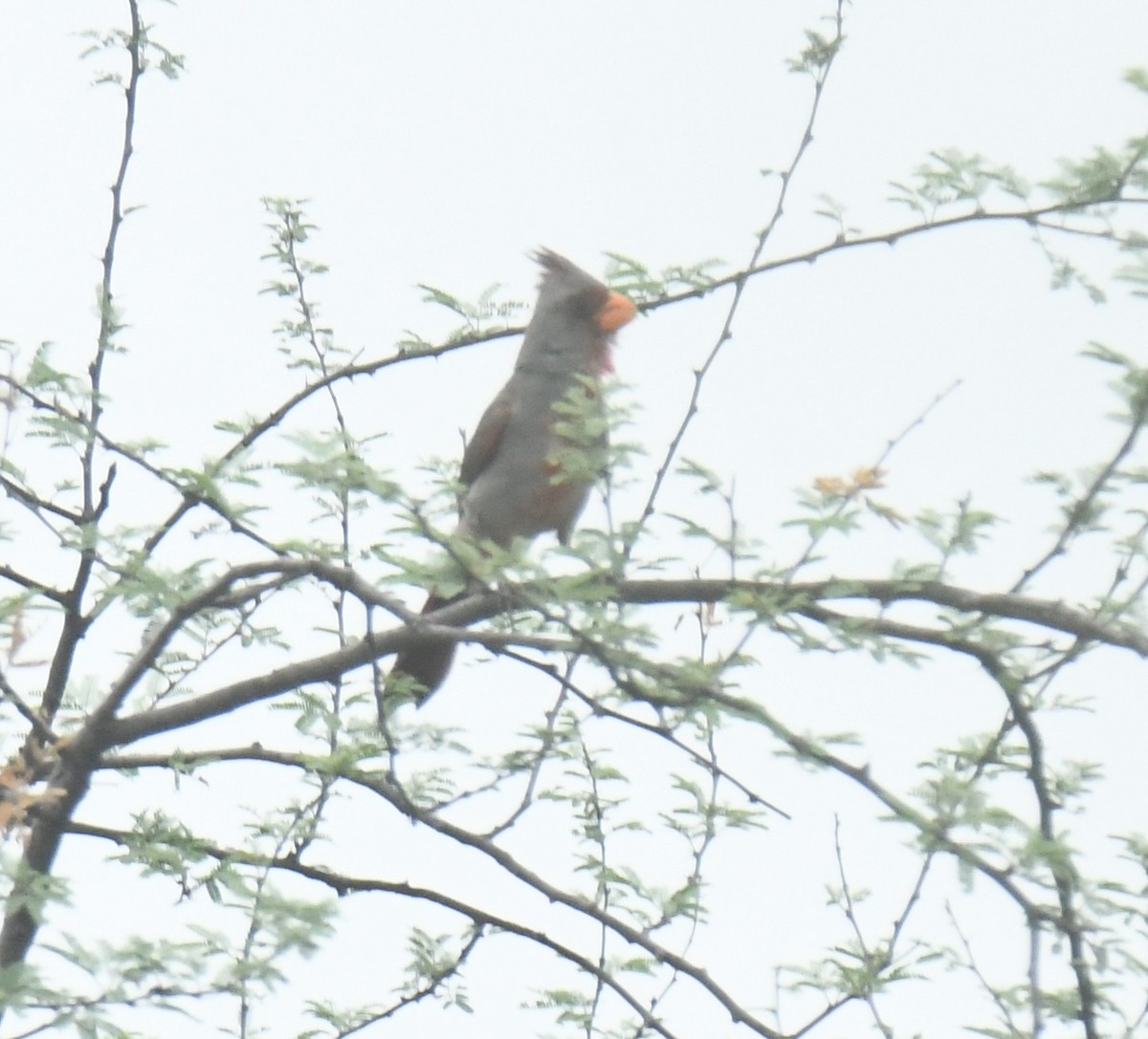 Pyrrhuloxia - ML638088724
