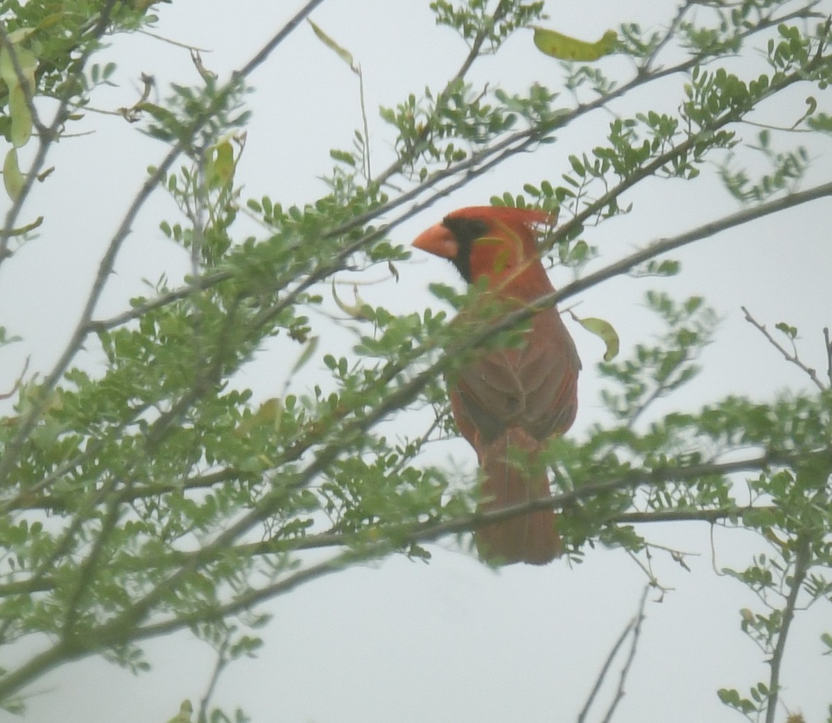 Northern Cardinal - ML638088725