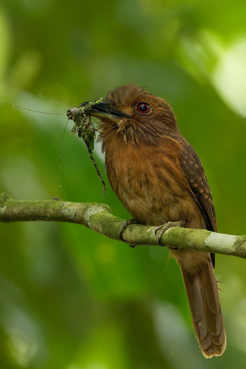 White-whiskered Puffbird - ML638088747